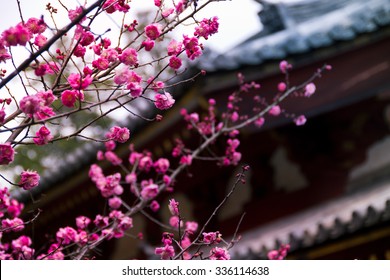 Japanese Ume Plum Blossoms In Front Of The Roof