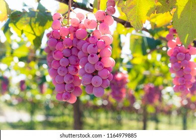 Japanese Vineyards In Yamanashi,Japan.