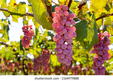 Japanese Vineyards In Yamanashi,Japan.