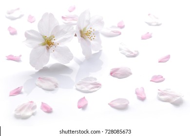 Japanese White Cherry Blossom And Petals