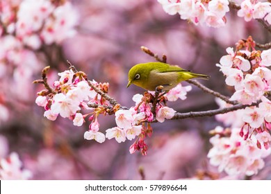 The Japanese White eye.The background is winter cherry blossoms. Located in Shinjuku, Tokyo Prefecture Japan.