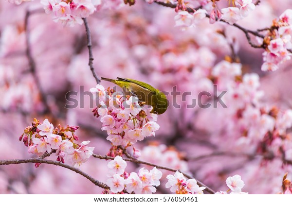 Japanese White Eye Background Winter Cherry Stock Photo Edit Now