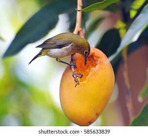 A Japanese White Eye bird scooping out and eating a ripe mango in Maui, Hawaii - Shutterstock ID 585633839