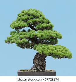 Japanese White Pine bonsai (Pinus parviflora)