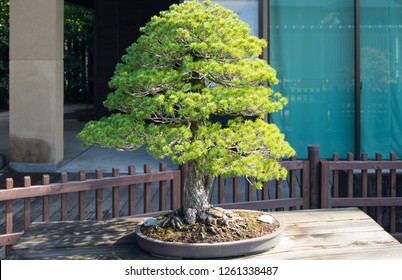 Japanese white pine  bonsai tree in Omiya bonsai village at Saitama, Japan