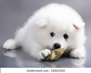 Japanese White Spitz