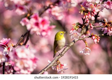 Japanese White-eye and Cherry blossoms