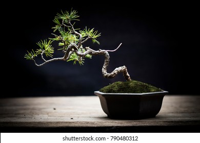 Japanese Whitepine Bonsai