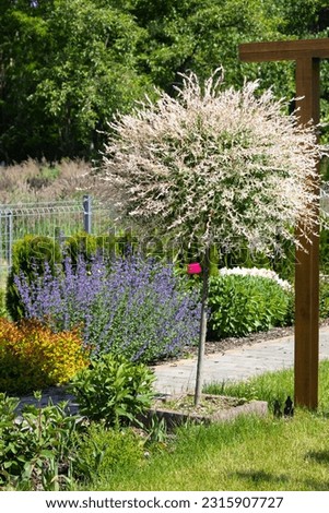 Japanese willow (Salix integra Thunb.)Colorful flowerbeds in the summer garden. Spring landscape.