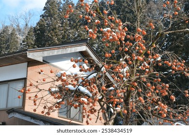 Japanese winter house and persimmon tree - Powered by Shutterstock