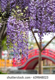 Japanese Wisteria