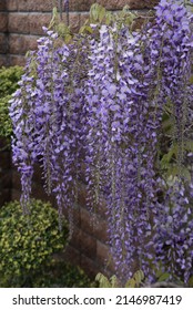 Japanese wisteria. Fabaceae deciduous vine tree. From April to June, the inflorescences are long and hang down with many flowers.