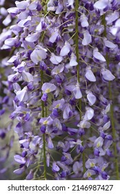 Japanese wisteria. Fabaceae deciduous vine tree. From April to June, the inflorescences are long and hang down with many flowers.