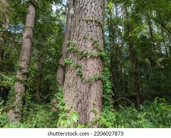 Japanese Wisteria Vines Are Climbing Clockwise Up The Pine Tree Trunk.  