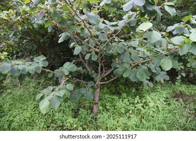 Japanese Witch Hazel Fruits. Hamamelidaceae Deciduous Shrub.