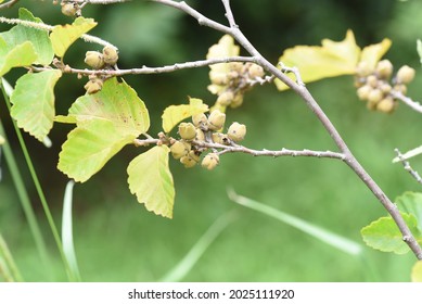 Japanese Witch Hazel Fruits. Hamamelidaceae Deciduous Shrub.