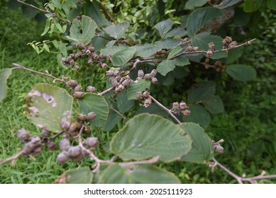 Japanese Witch Hazel Fruits. Hamamelidaceae Deciduous Shrub.