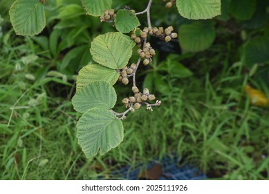 Japanese Witch Hazel Fruits. Hamamelidaceae Deciduous Shrub.