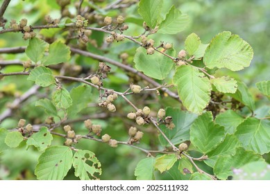 Japanese Witch Hazel Fruits. Hamamelidaceae Deciduous Shrub.