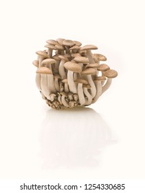 Japanese wood mushrooms   - Shutterstock ID 1254330685