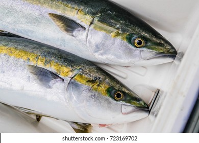 Japanese Yellowtail