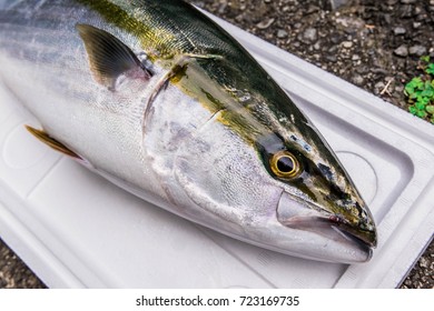 Japanese Yellowtail