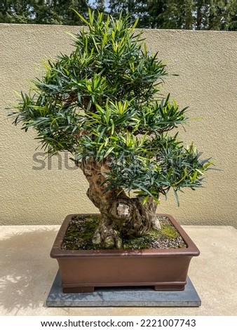 Japanese yew (Podocarpus macrophyllus) is a conifer in the genus Podocarpus, family Podocarpaceae. It is the northernmost species of the genus, native to southern Japan and southern and eastern China.
