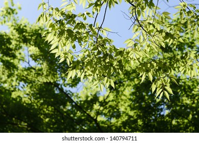 Japanese Zelkova Leaves