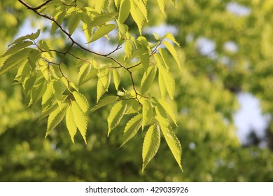 Japanese Zelkova Leaves