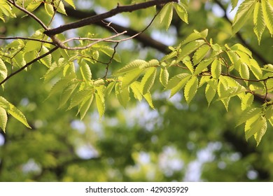 Japanese Zelkova Leaves