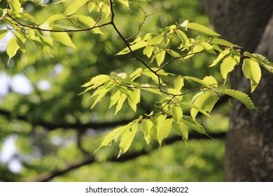 Japanese Zelkova Leaves