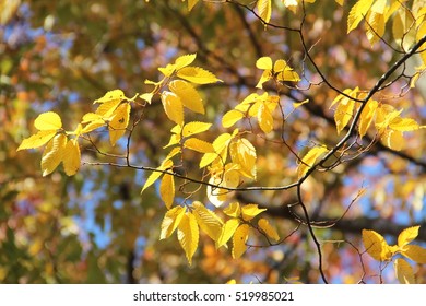 Japanese Zelkova Leaves In Autumn