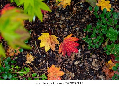 Japaneses Maple Leaves Turning Color