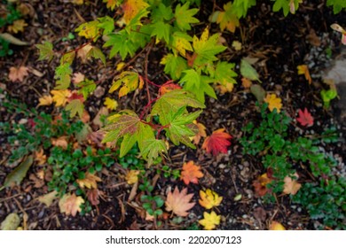 Japaneses Maple Leaves Turning Color