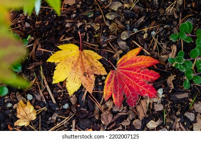 Japaneses Maple Leaves Turning Color