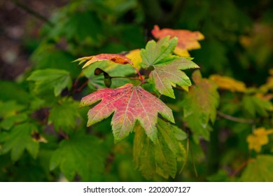 Japaneses Maple Leaves Turning Color