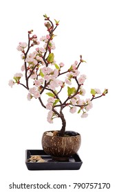 Japanesse Cherry Tree In A Pot A Spring Simbol