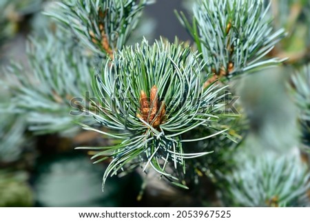 Japanise White Pine Negishi - Latin name - Pinus parviflora Negishi