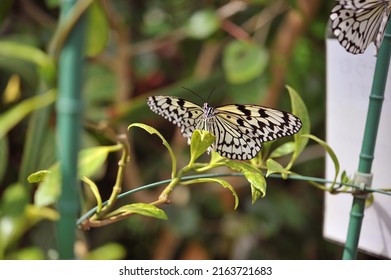 A Japan's Largest Tree Nymph Butterfly