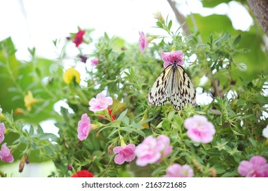 A Japan's Largest Tree Nymph Butterfly