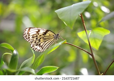 A Japan's Largest Tree Nymph Butterfly