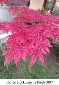 Japon Red Spring Tree Bloom