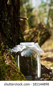 Jar Of Birch Sap