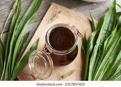 A jar of ribwort plantain syrup with fresh Plantago lanceolata leaves on a table