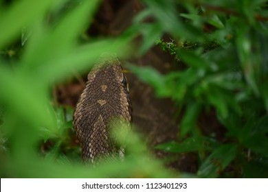 Jaraca - Bothrops Jararaca