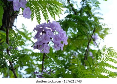 Jaracanda Mimosifolia / Black Poui Flower