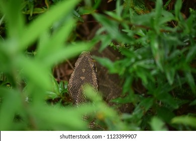 Jararaca - Bothrops Jararaca