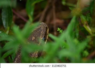 Jararaca - Bothrops Jararaca