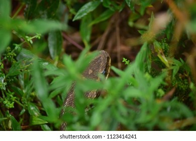 Jararaca - Bothrops Jararaca