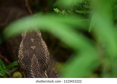 Jararaca - Bothrops Jararaca